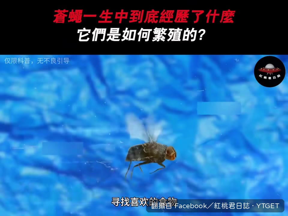 母蒼蠅在食物上產卵