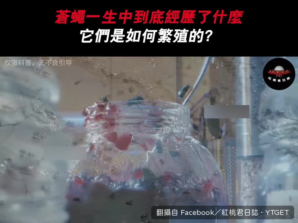 蒼蠅從糞便飛向食物