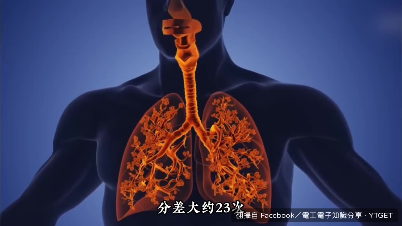 肺泡麵積等於半個網球場