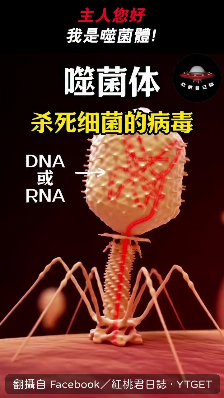 噬菌體自我介紹