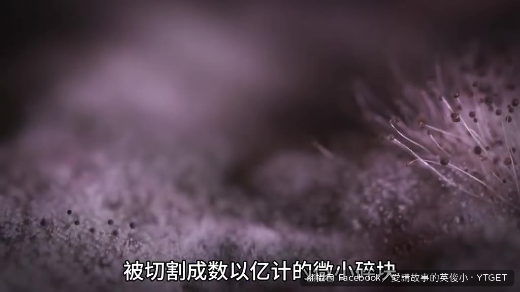 圓山藻倒塌成為肥料