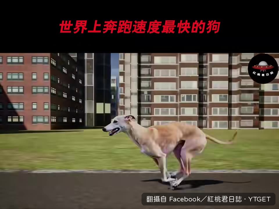 格力犬時速72公里