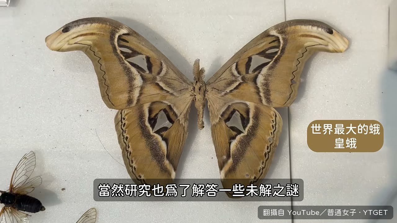 十七年蟬的解說