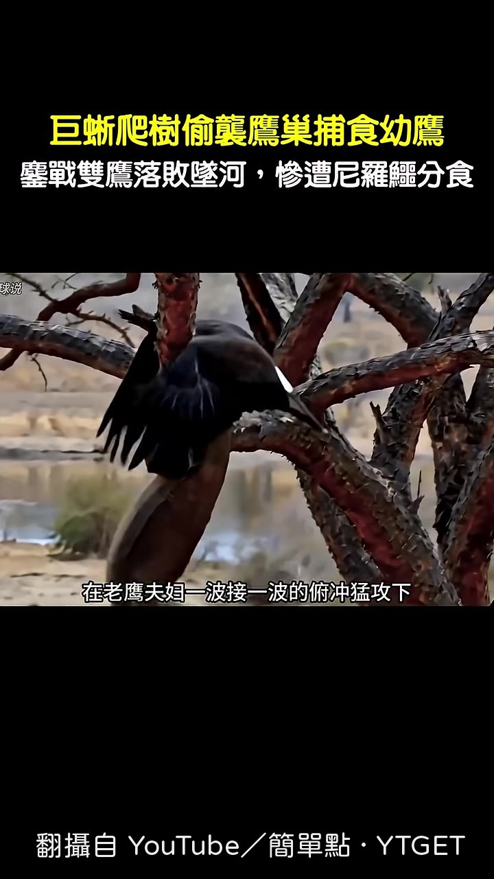 巨蜥被雙鷹夾擊，死抓樹枝