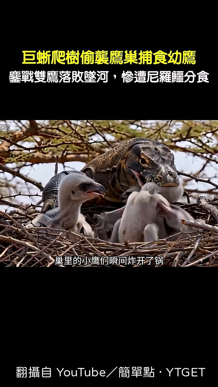 巨蜥張嘴咬住雛鳥