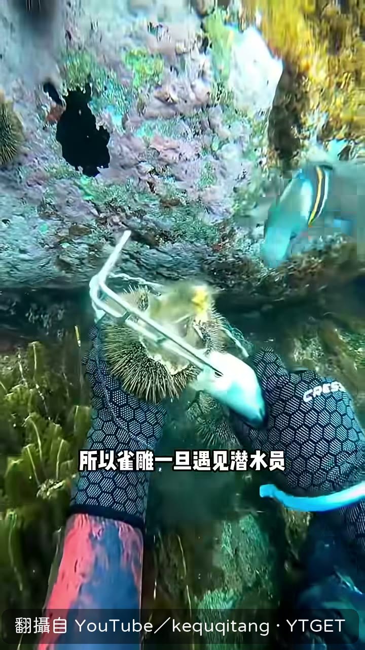 雀雕圍著潛水員轉圈帶路