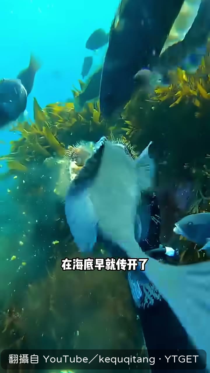 魚主動帶潛水員去找海膽