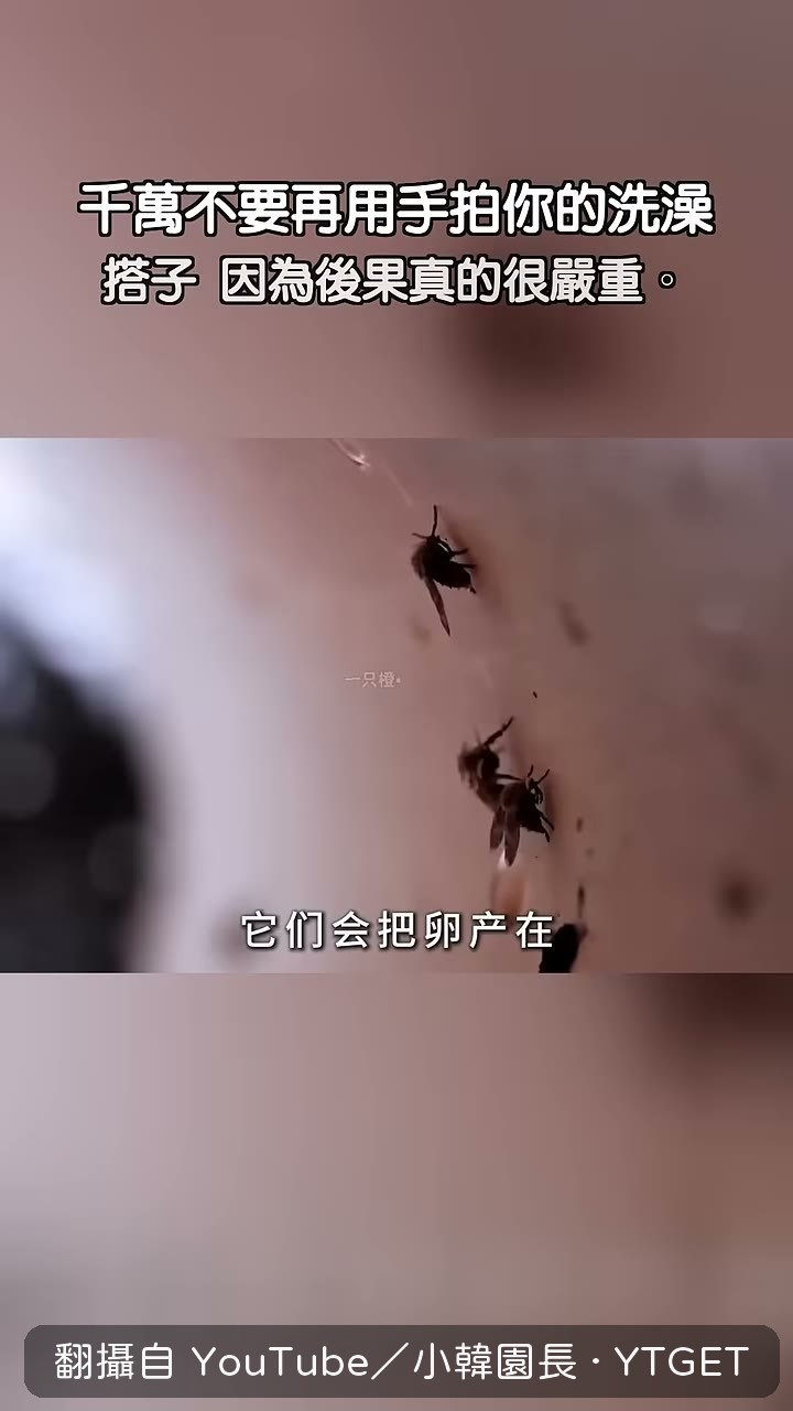 一隻蛾蚋能產下數百顆卵