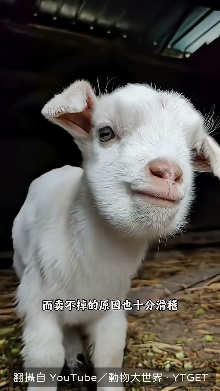羊販子手一伸，小羊立刻倒