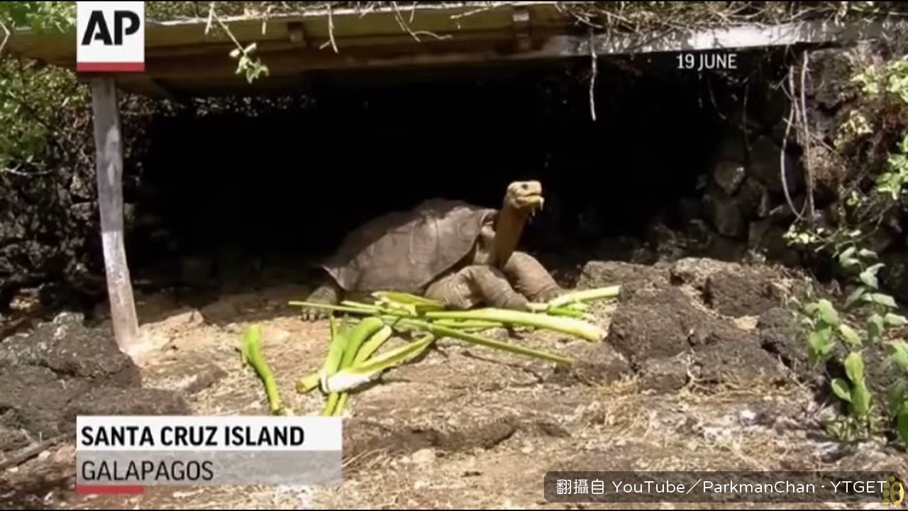 孤獨喬治死後,平塔島象龜宣告滅絕