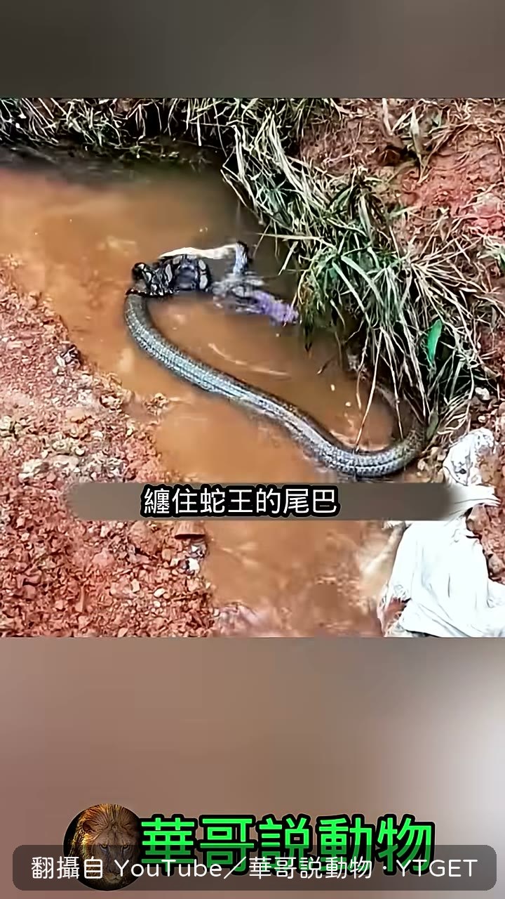 小蟒蛇纏住蛇王尾巴反嗆