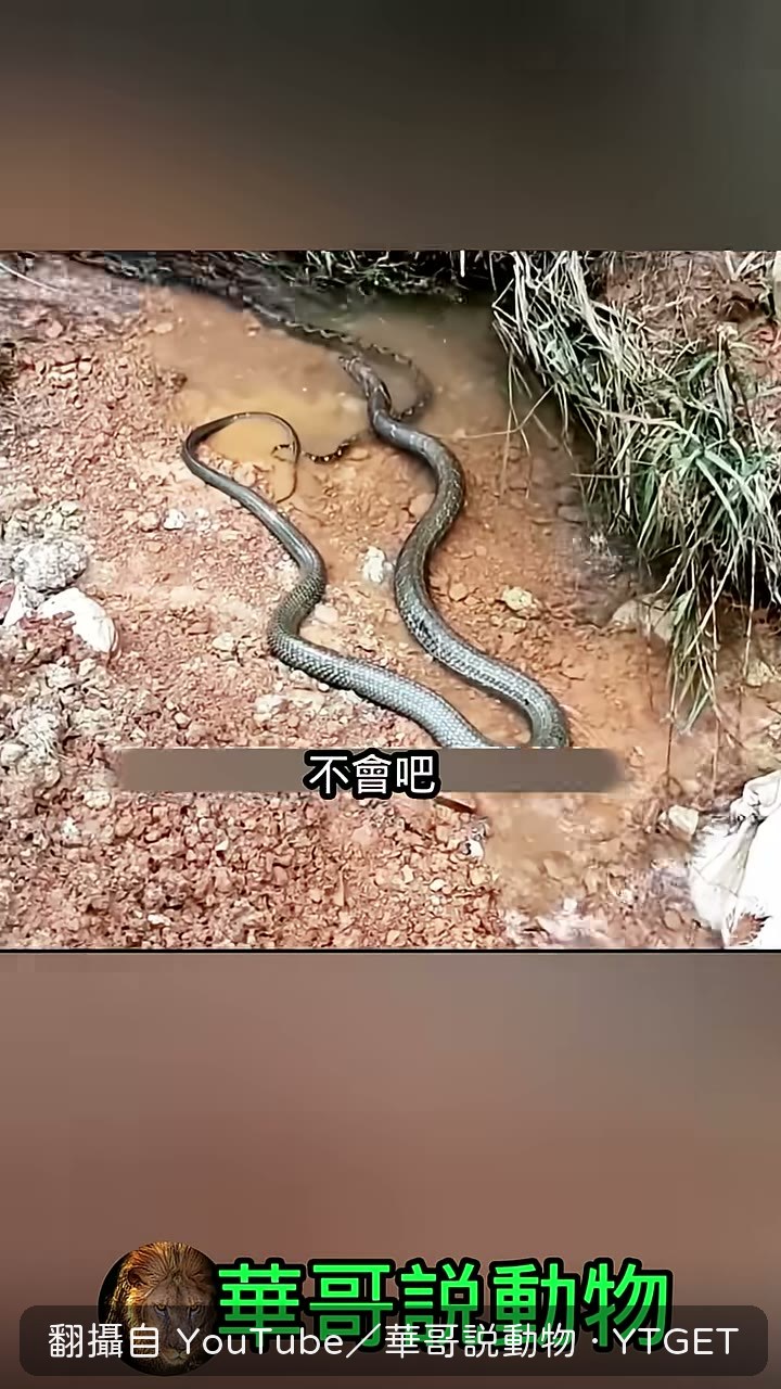 蛇王傻眼懷疑毒液過期
