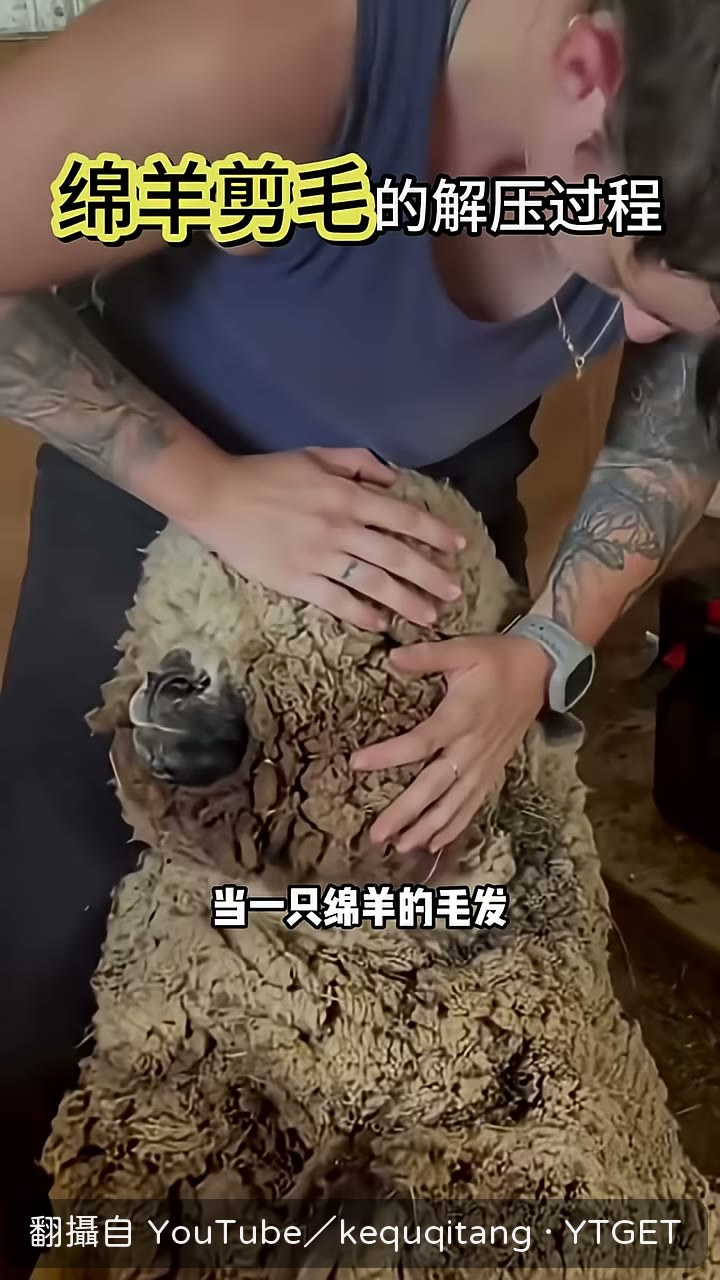 羊毛蓋住整張羊臉