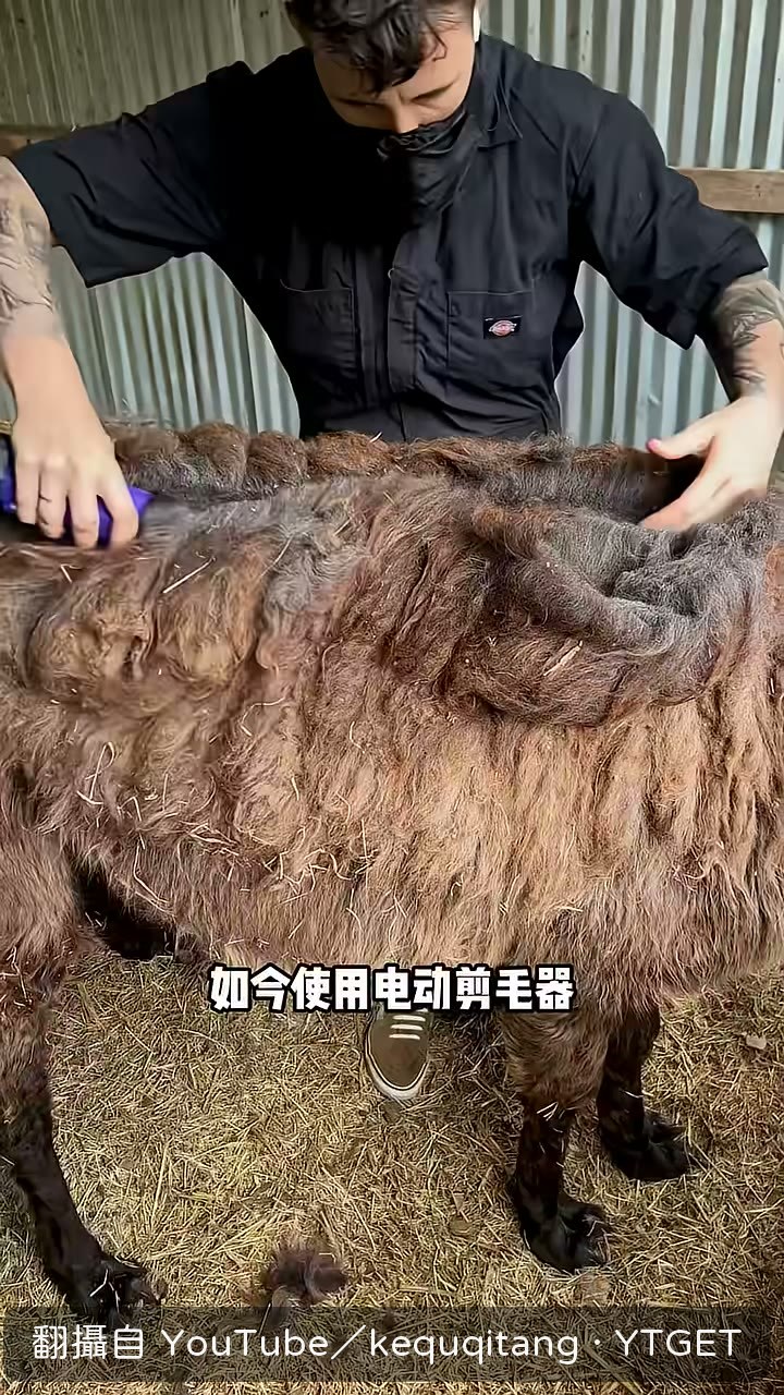 電動理髮器滑過羊毛大片掉落