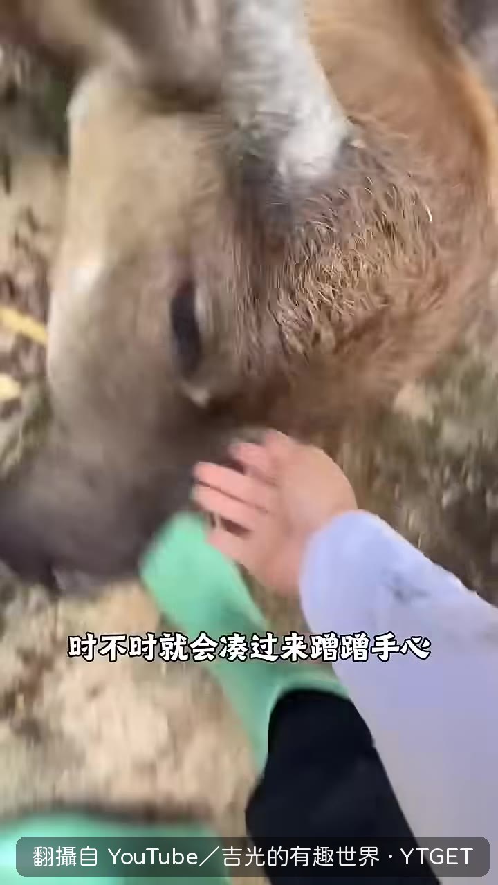 牛仔黏著心心撒嬌