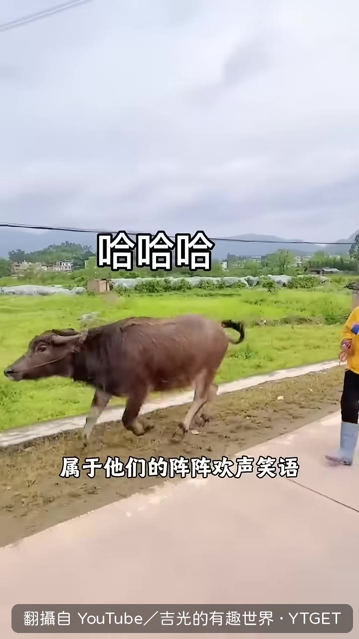 心心彈吉他，牛仔靜靜聆聽