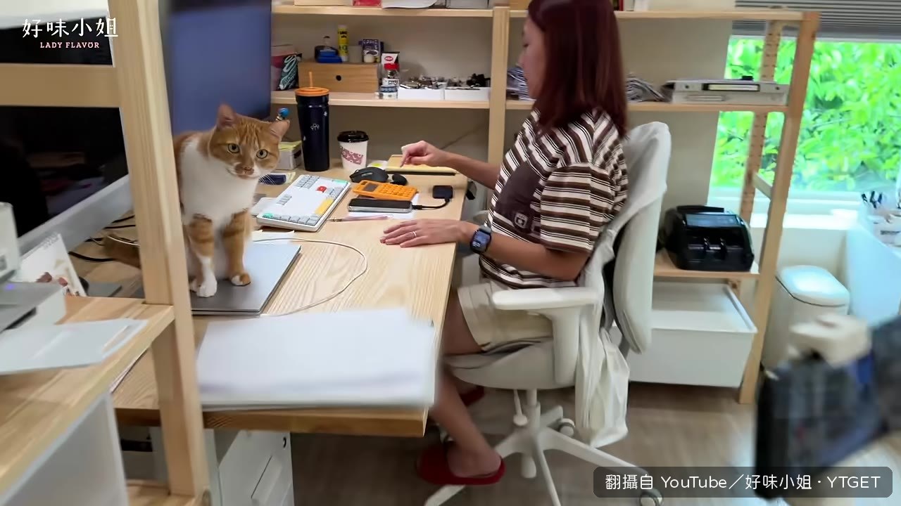 莫兒趴在鍵盤上不想動