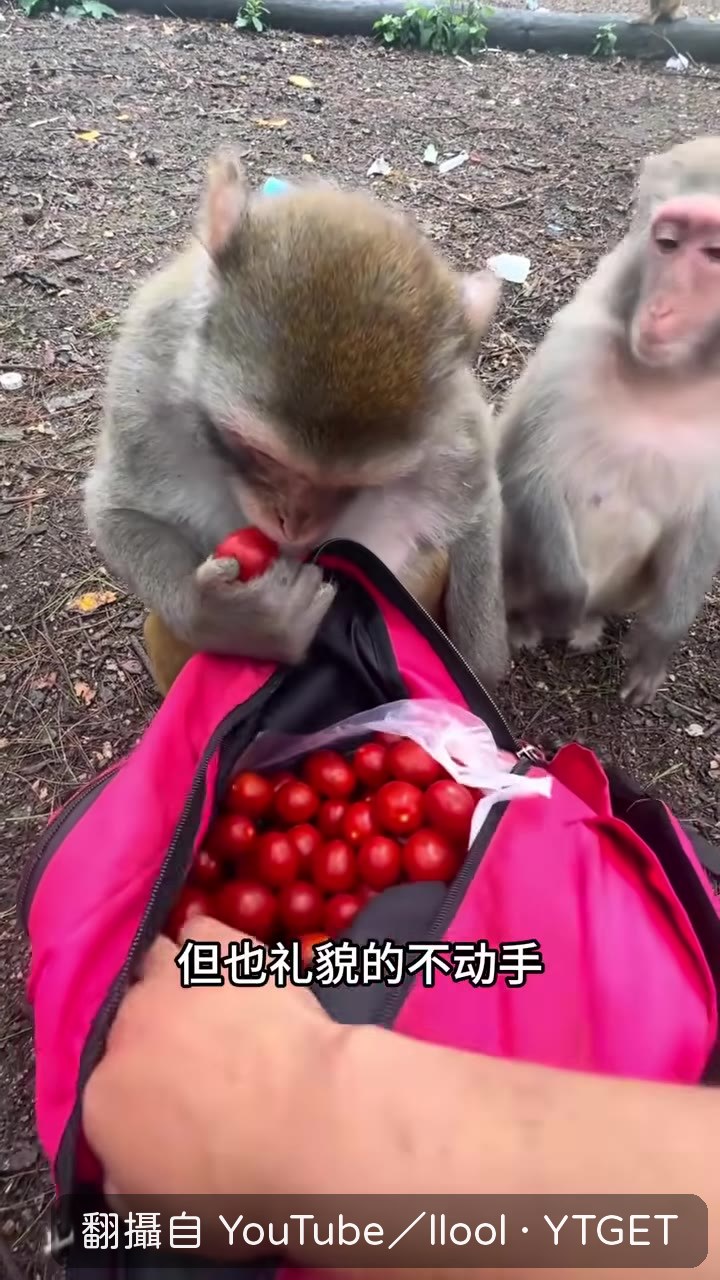 猴子雙手拿滿食物，拼命往嘴裡塞