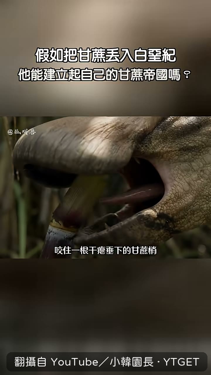 老龍咬下甘蔗，甜味在嘴裡炸開