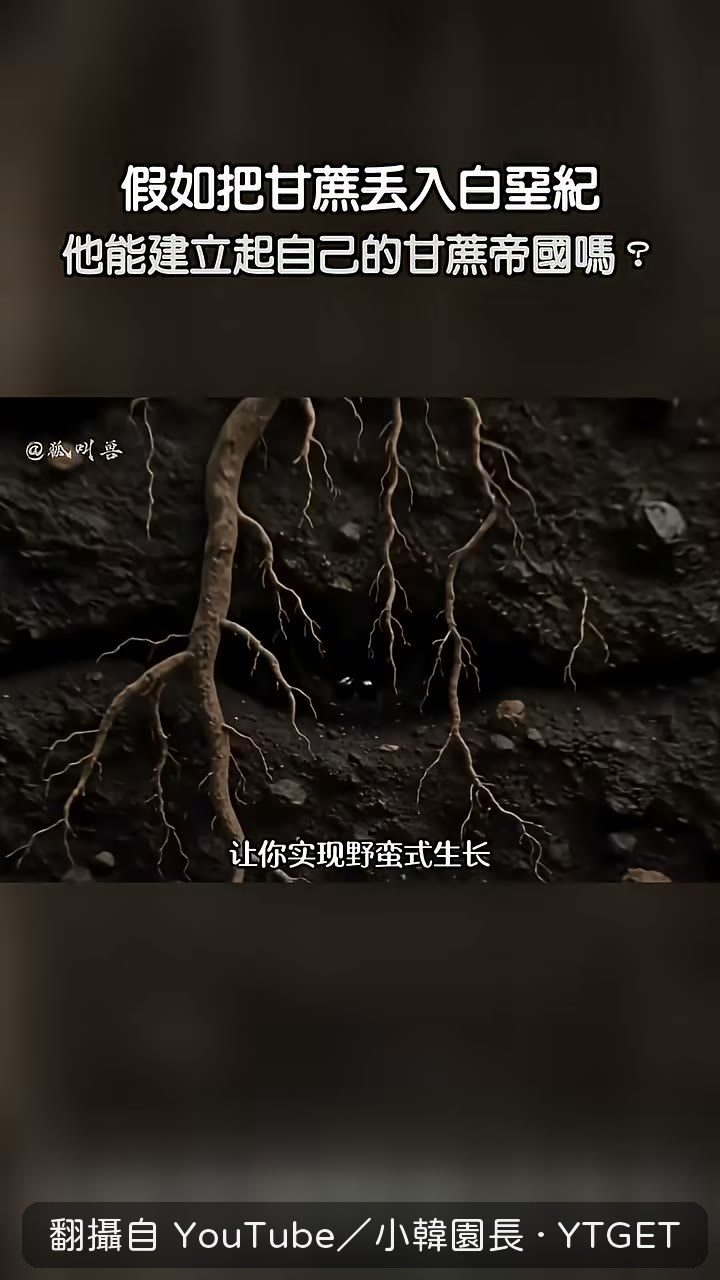 甘蔗斷節裡的芽眼開始萌發