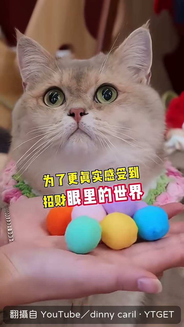 戴上貓咪視覺眼鏡看家裡