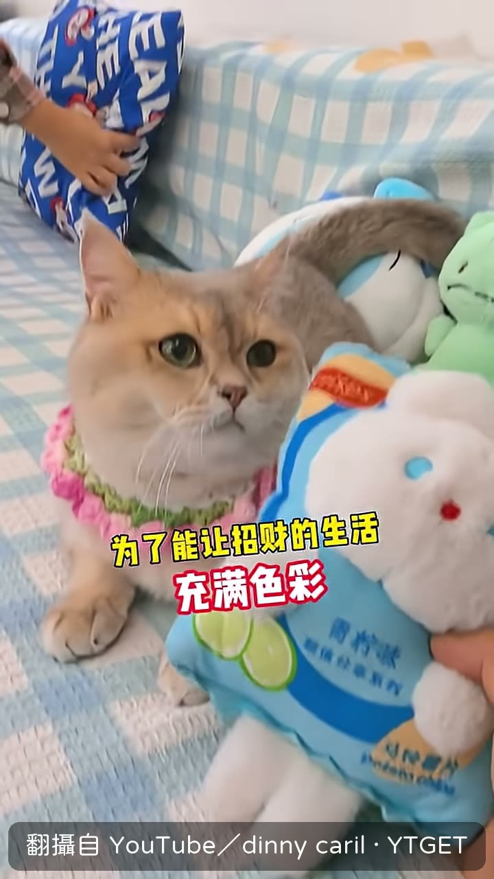 把家裡換成貓看得見的顏色