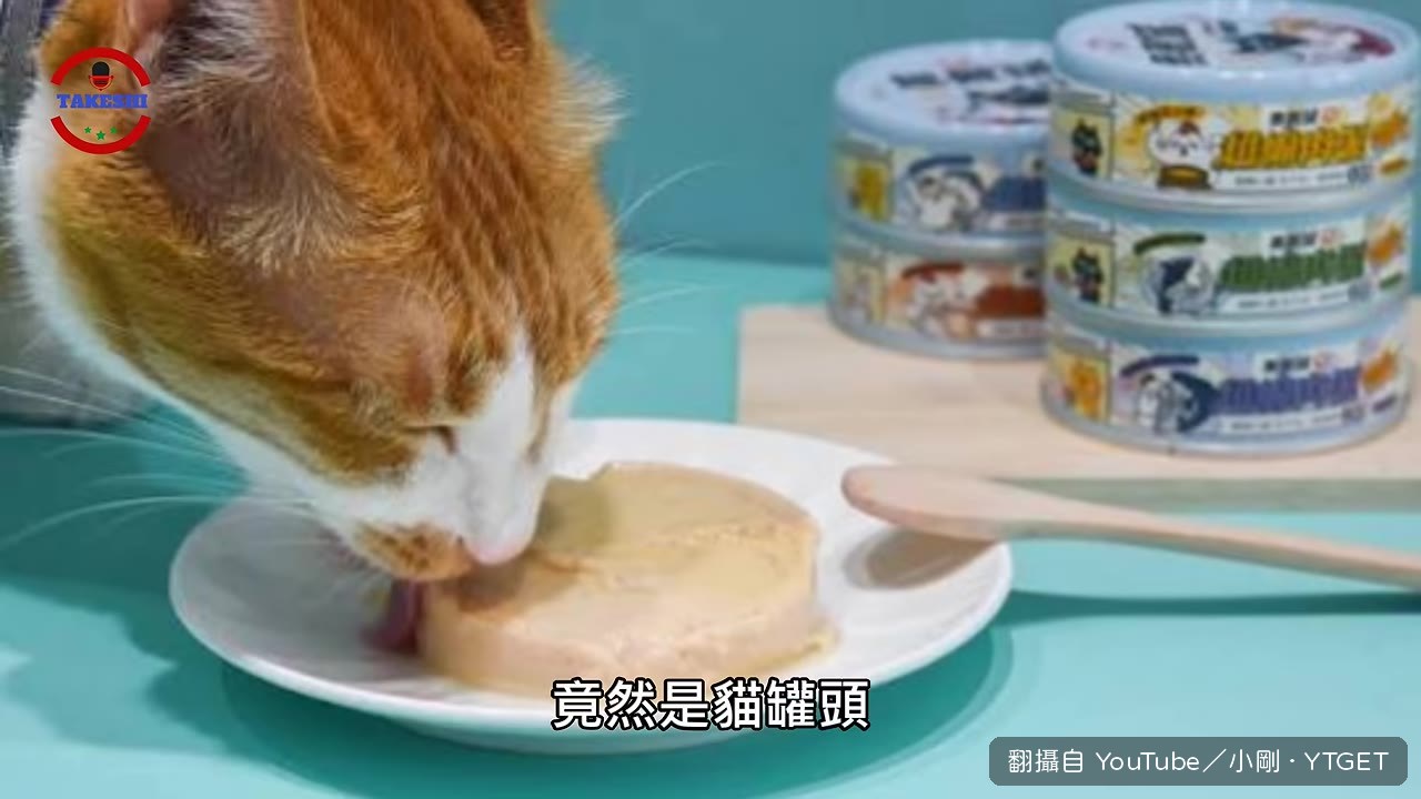 貓罐頭吸引大量肉蟻