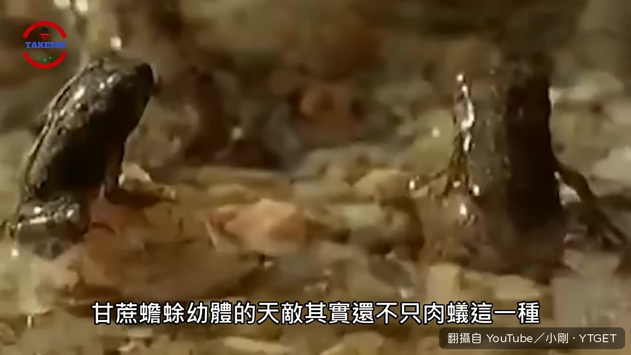 三種本土無脊椎動物能捕食蟾蜍