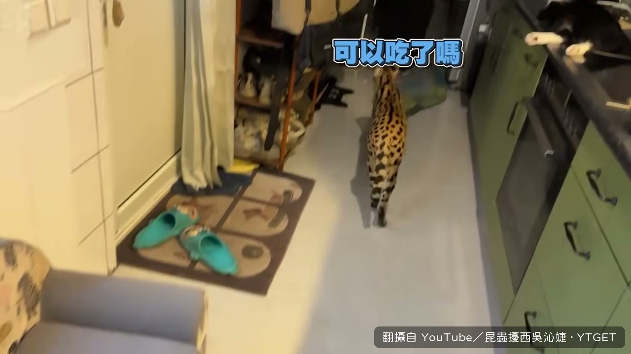 Obi今年13公斤依然很帥