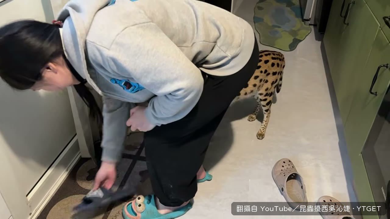 第一次進新貓舍看Obi玩