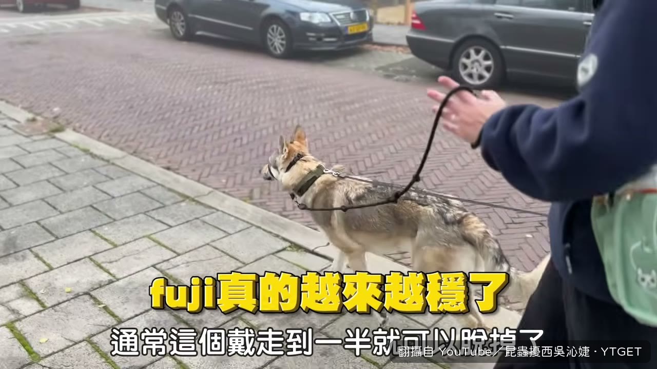 逛荷蘭寵物店什麼都想吃