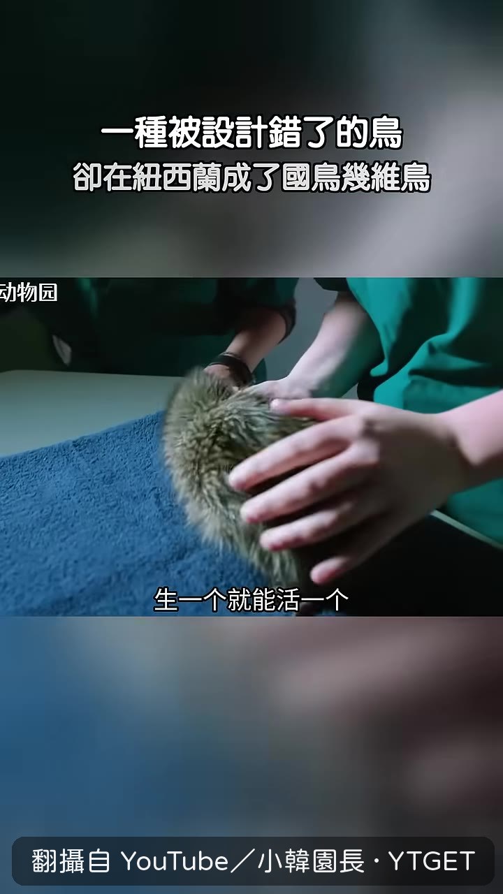 沒有天敵,幾維鳥放棄飛行改走地面