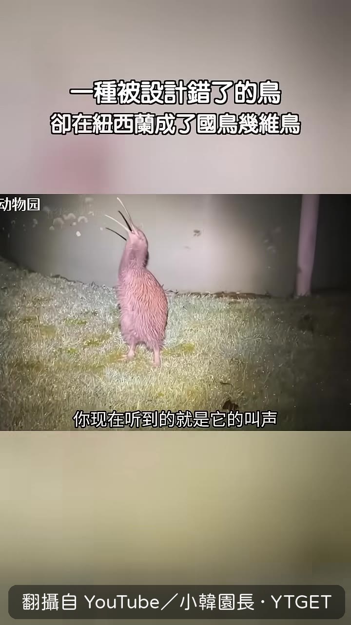 幾維鳥的叫聲像黑夜裡的口哨