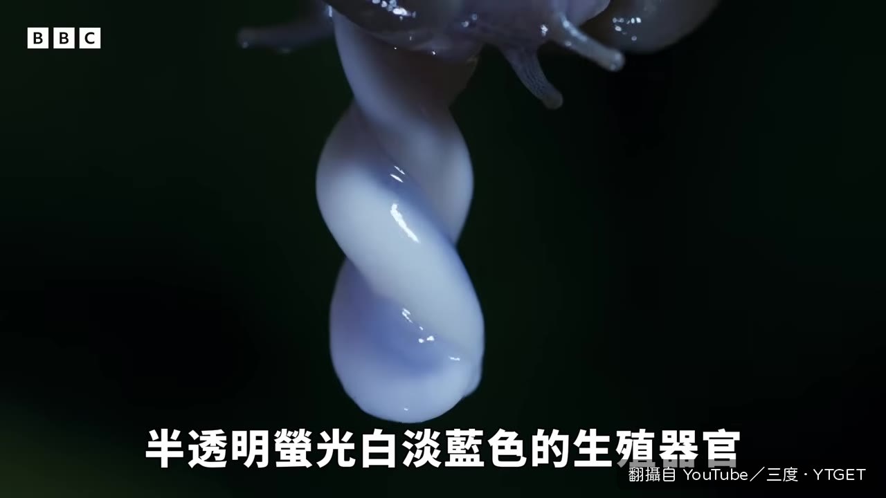 生殖器纏成果凍花