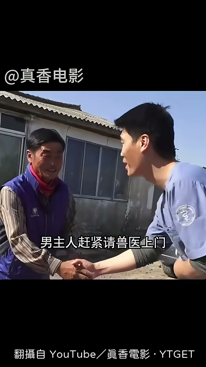 獸醫說大黃根本沒懷孕