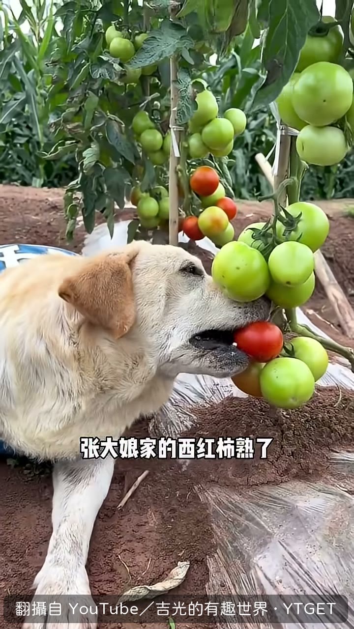 猛子現摘西紅柿直接開吃