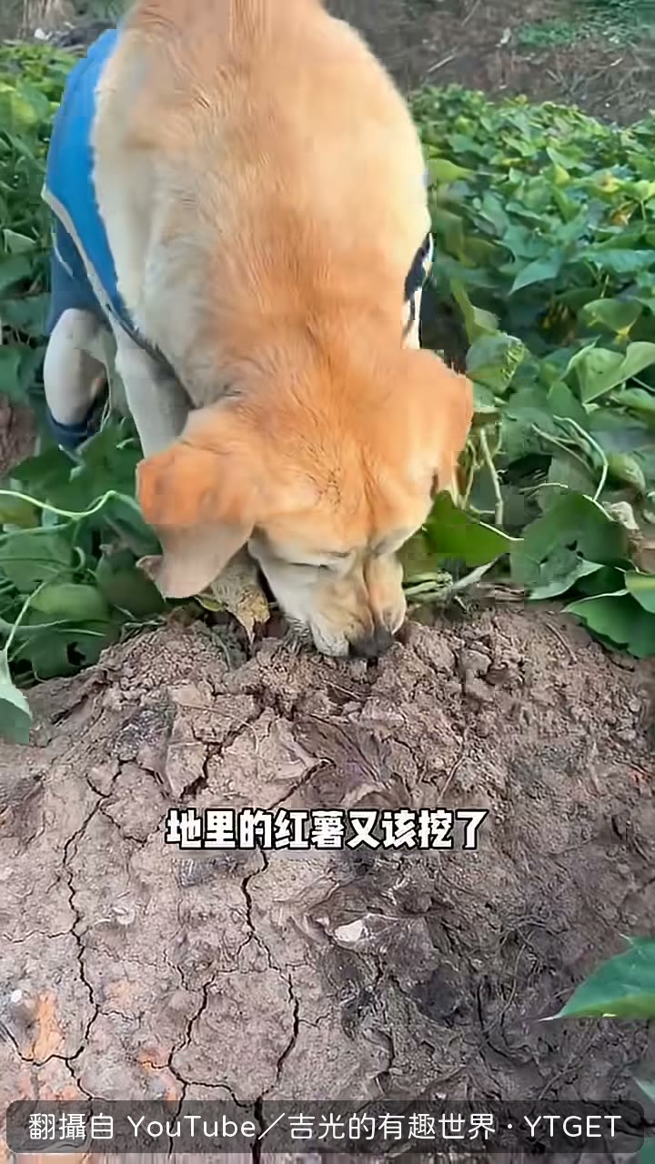猛子用嘴啃紅薯皮