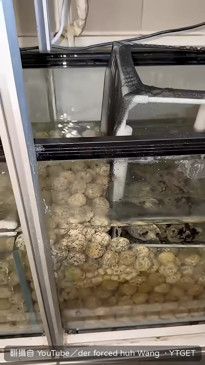 朋友氣到不想幫忙拿章魚