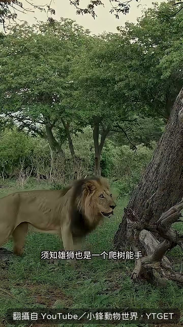 雄獅開始往樹上爬