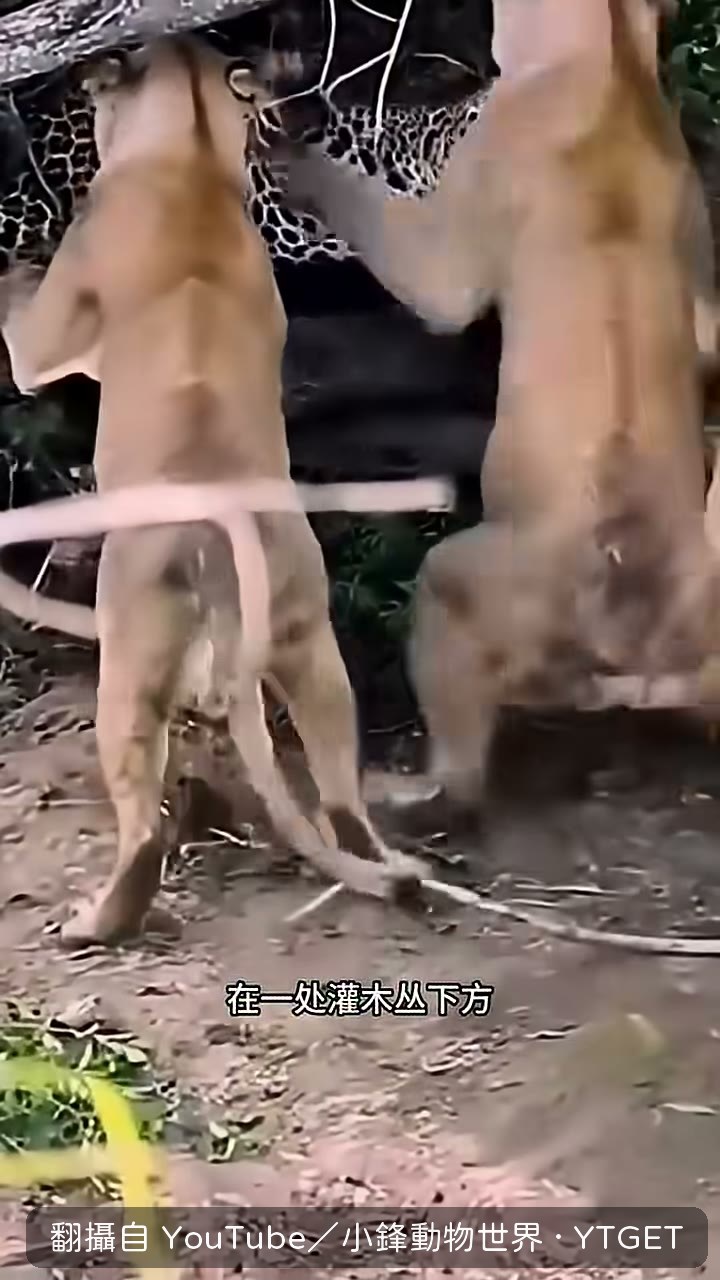 花豹被拖出灌木叢