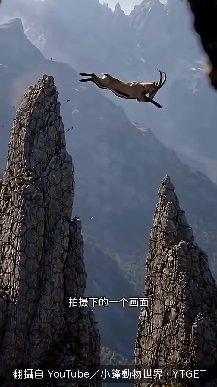 岩羊從崖頂跳向另一邊