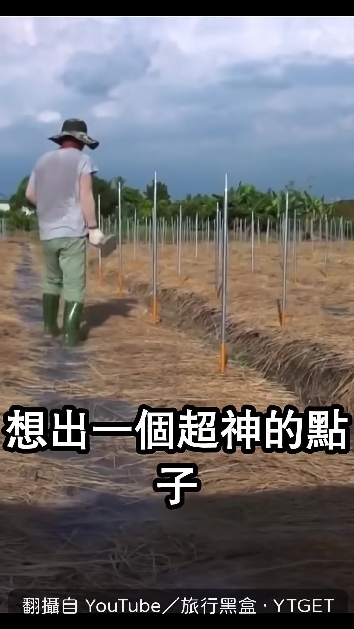 研究團隊在田裡立起高竹竿