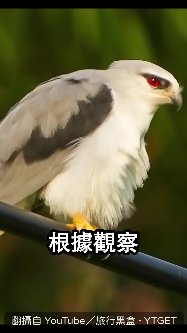 黑翅鳶一年能吃掉兩百多隻老鼠