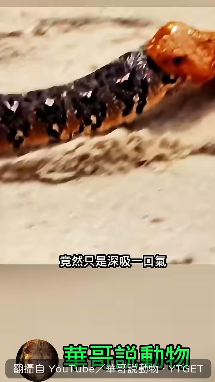 鼓腹噝蝰吸氣把自己鼓成一顆球