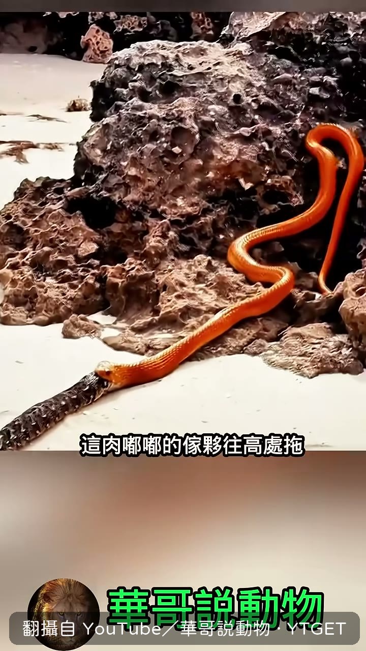 眼鏡蛇把鼓腹噝蝰拖往高處