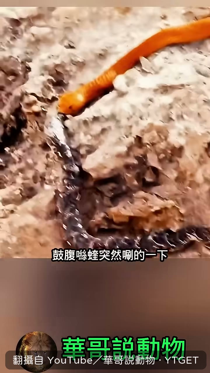 鼓腹噝蝰滑脫後滾下岩石逃走