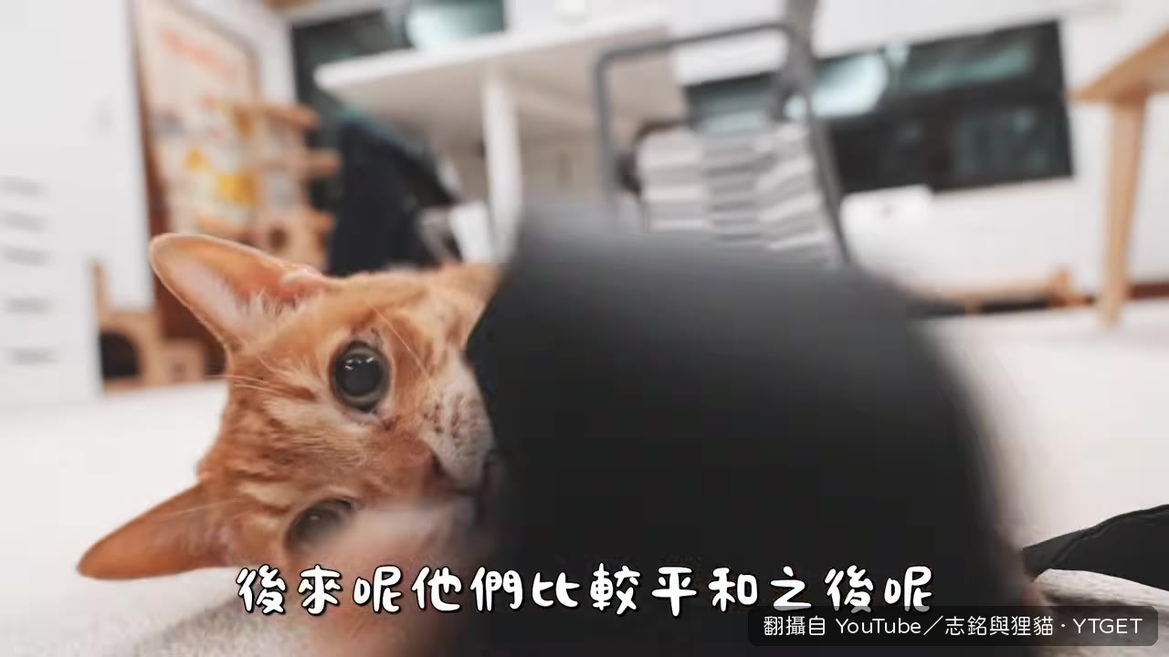 Lulu 對小貓容忍度高