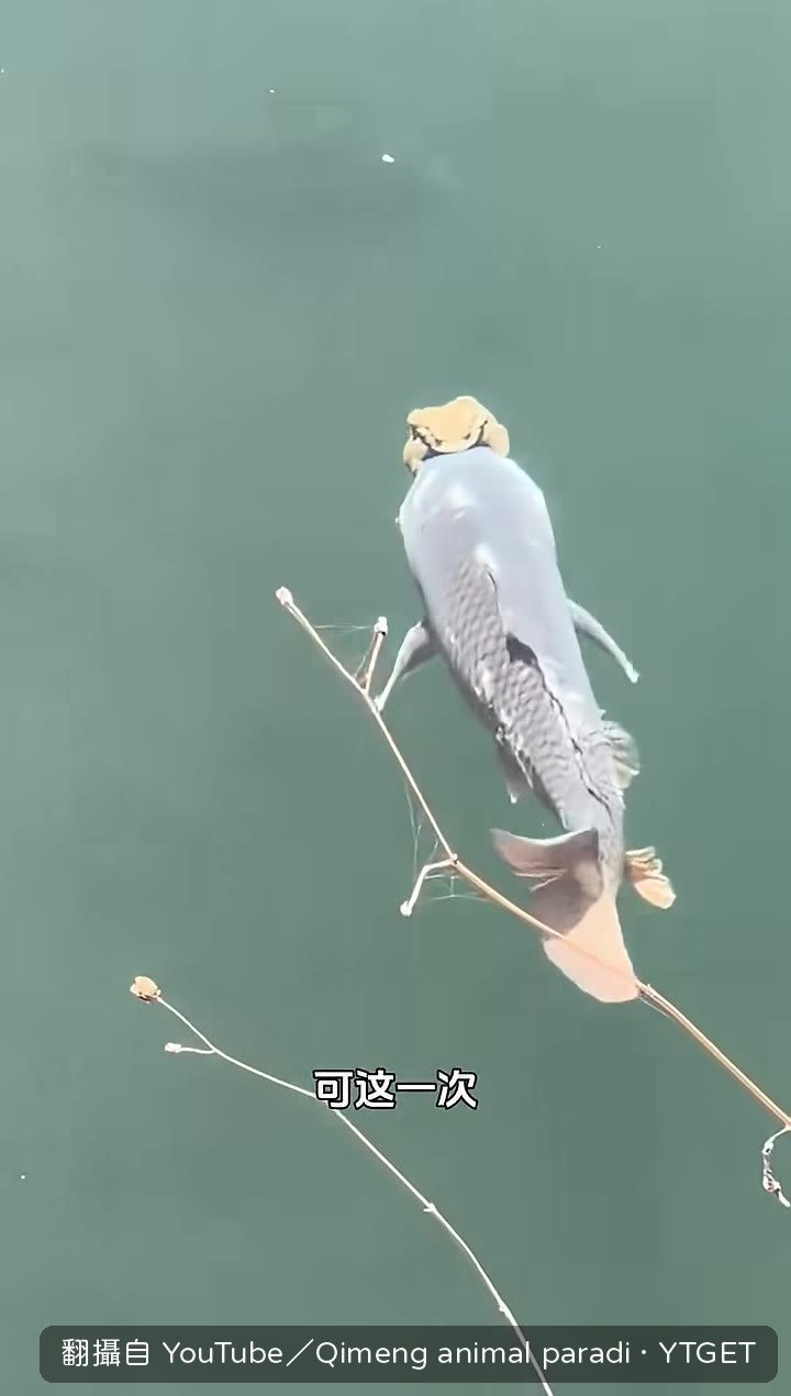 蛤蟆抱鯉游回岸邊
