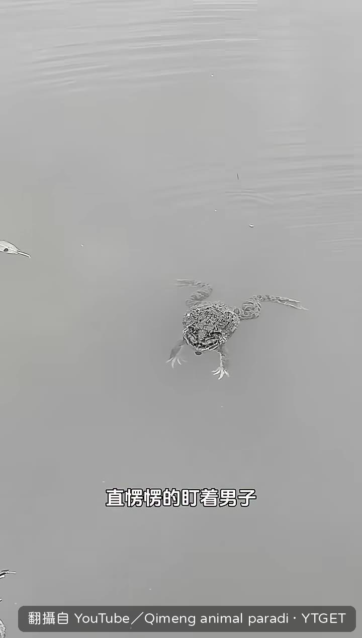 蛤蟆回頭直盯男子