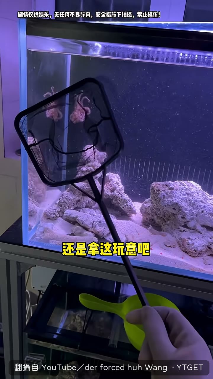 先把藍環章魚撈出來換石頭